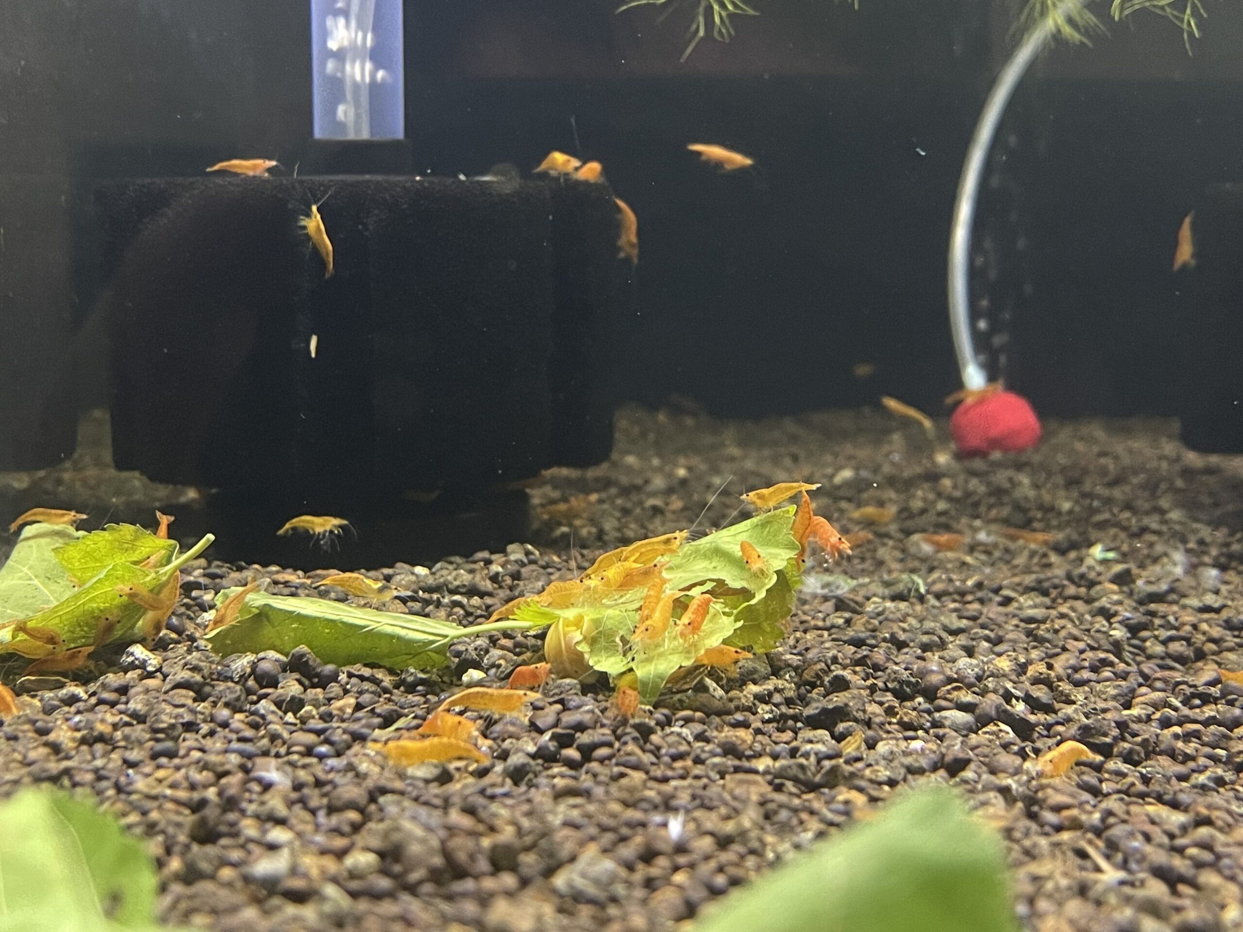 Tép cam - Life Aqua