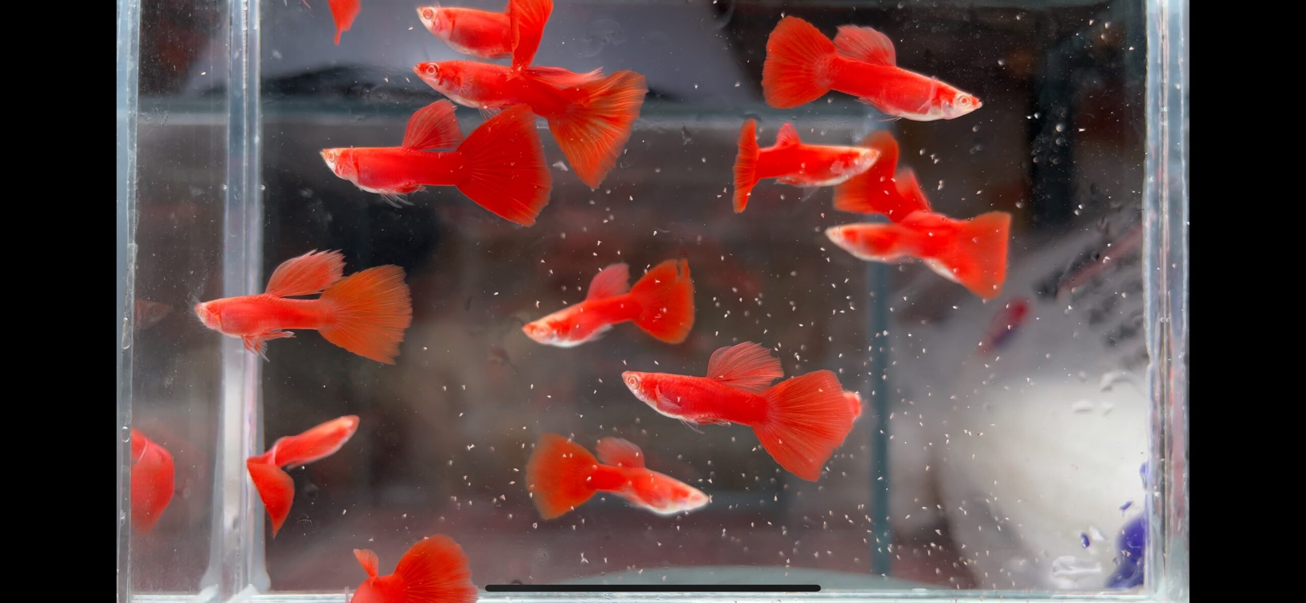 Cá Guppy Full Red - Life Aqua