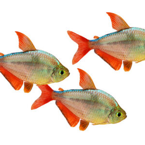 Red Blue Columbian Tetra Hyphessobrycon Columbianus Aquarium Fish Isolated