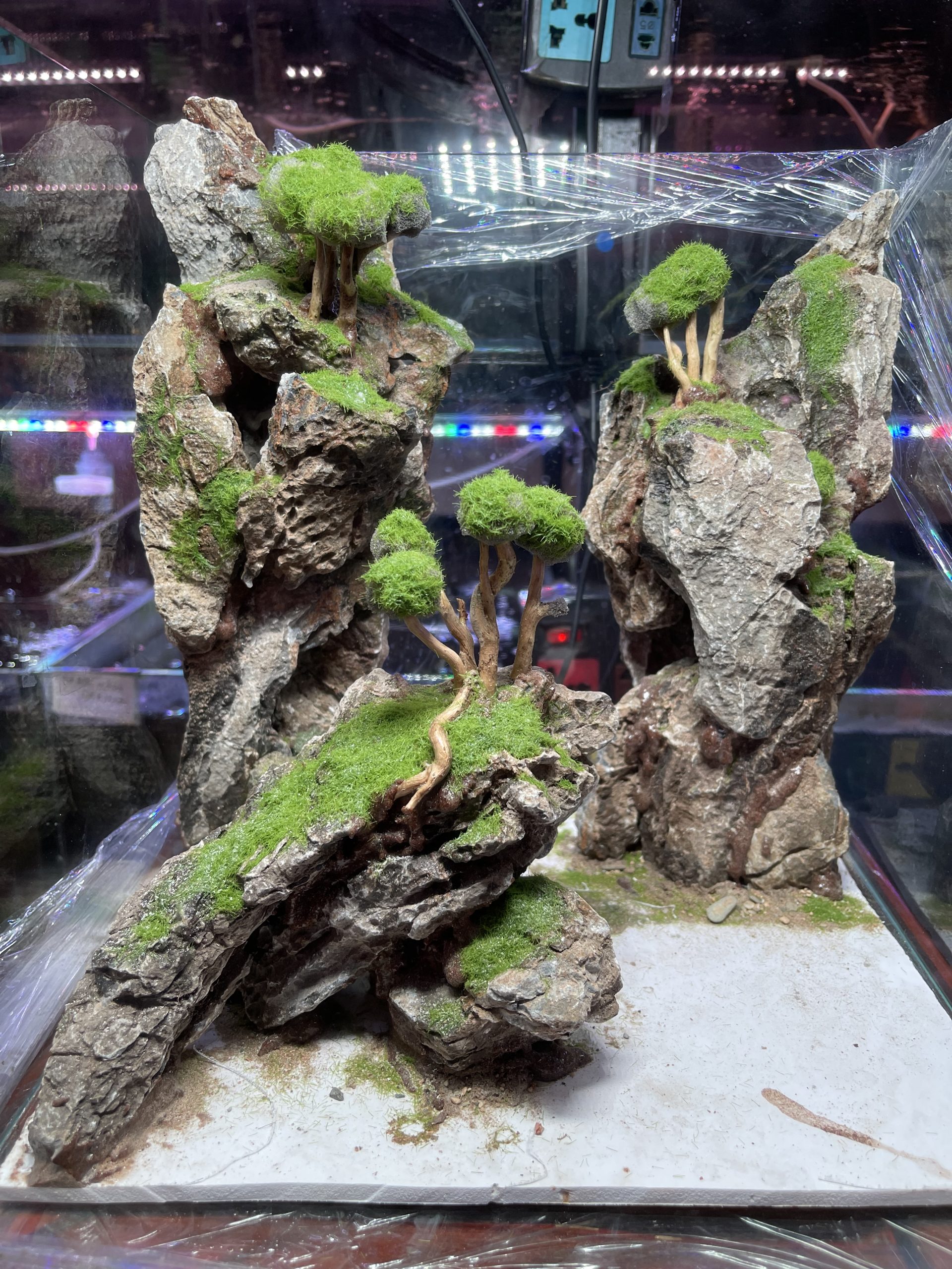 Layout Bể Cubic 30 - Life Aqua